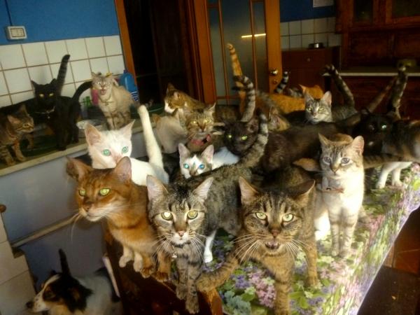 Familles nombreuses de chats