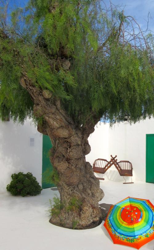 Arbres d'exception et parapluies rares