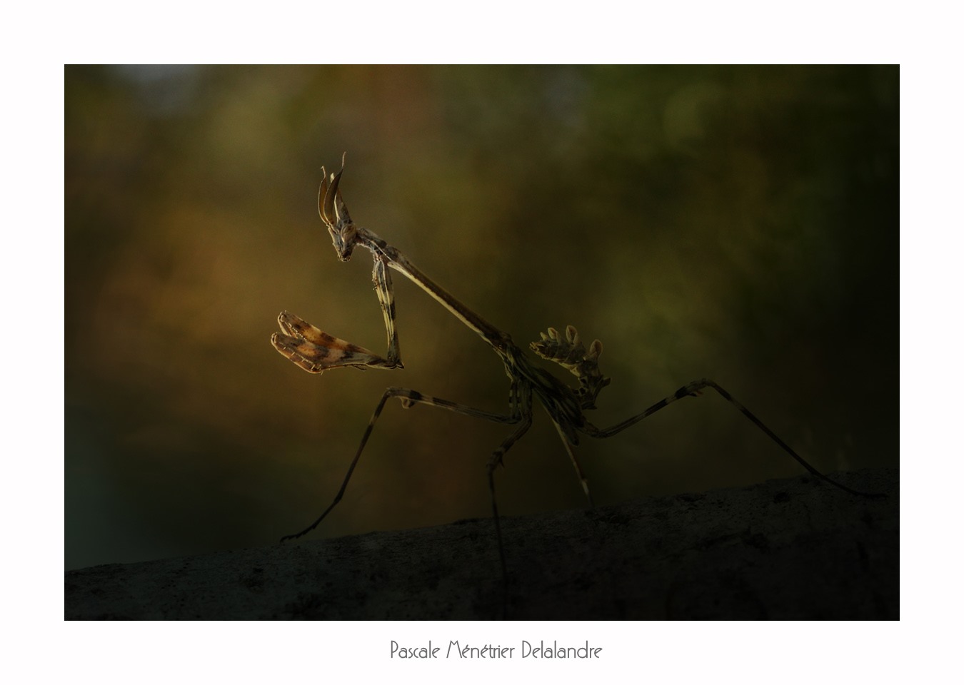Diablotin (Empuse commune immature - Empusa pennata.)