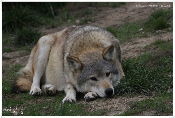 Loups de Pologne (Canis lupus lupus)