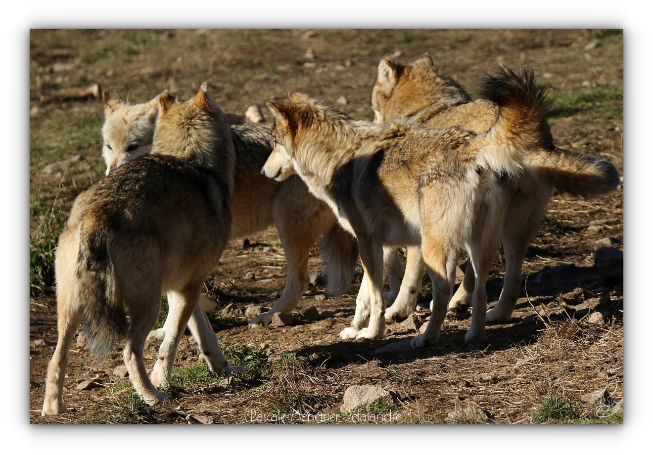 Les Loups de Sibérie et leur comportement social