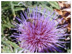 Fleur d'artichaut