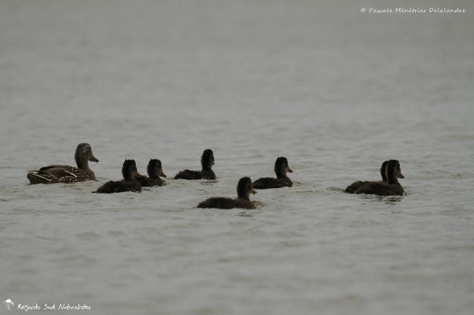 Madame Colvert et sa progéniture