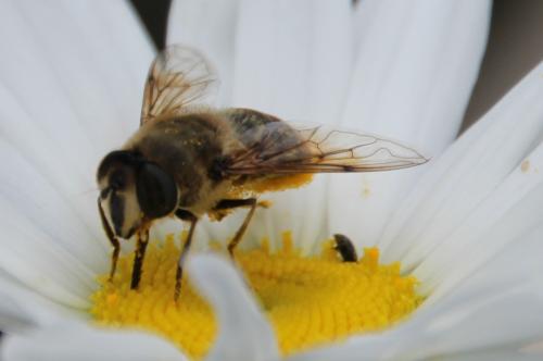 un ventre couvert de pollen