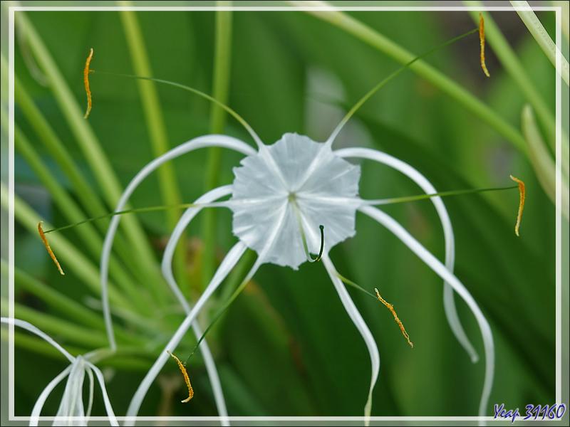 Départ pour une marche dans la forêt, impénétrable hors sentier, vers la Pointe Ramasse-tout et la plage d'Anse Cimetière - Ile Silhouette - Seychelles