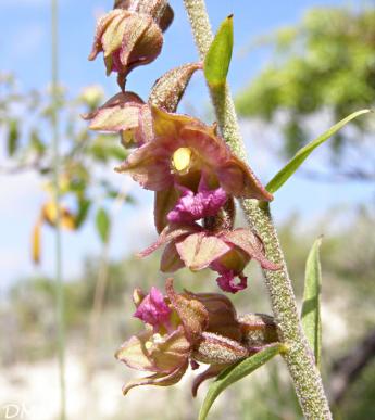 Epipactis atrorubens - épipactis pourpre