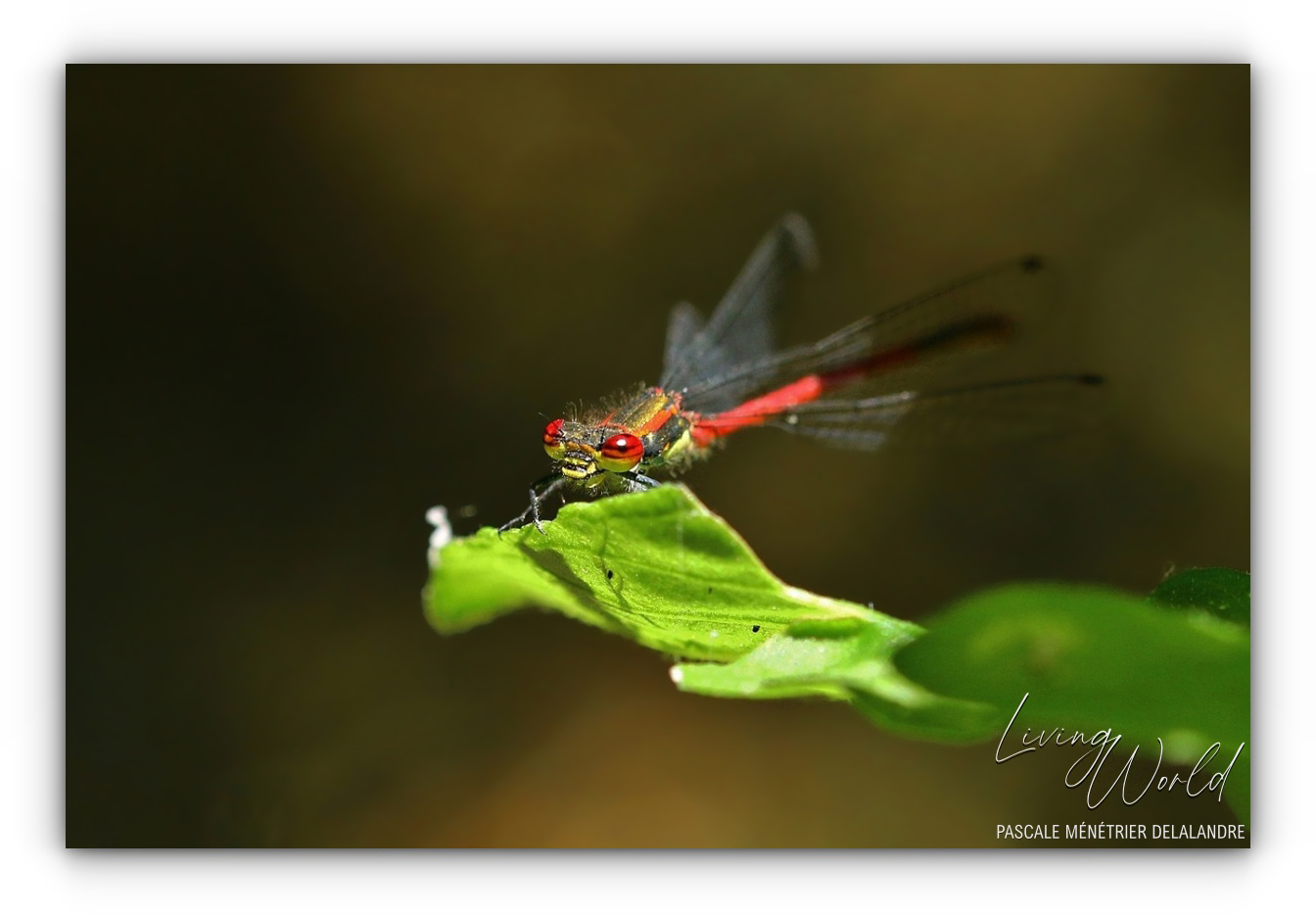 Nymphe au corps de feu - Pyrrhosome nymplula