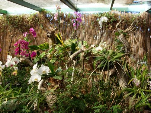 Fleurs des Canaries (3 )