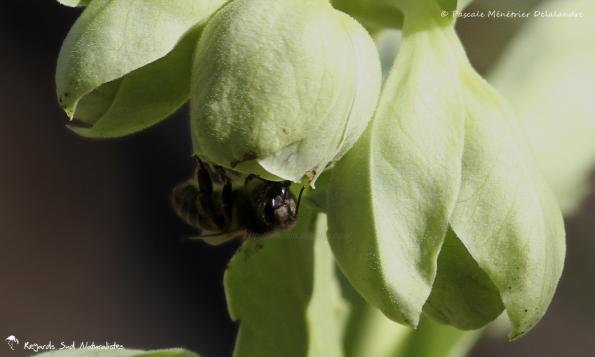 Abeille mellifère ♀