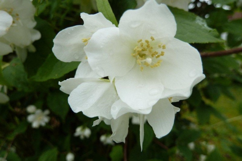 Blancheur parfumée ...