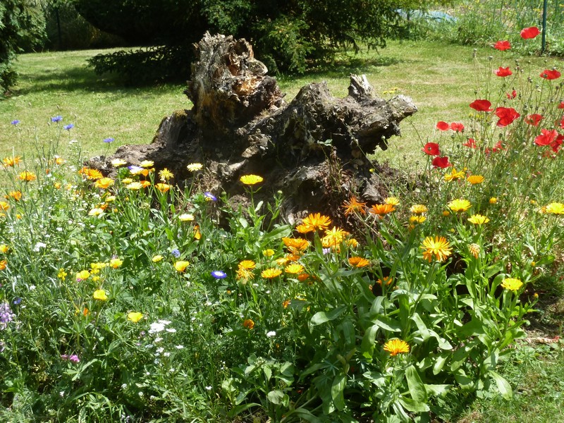 jardin 