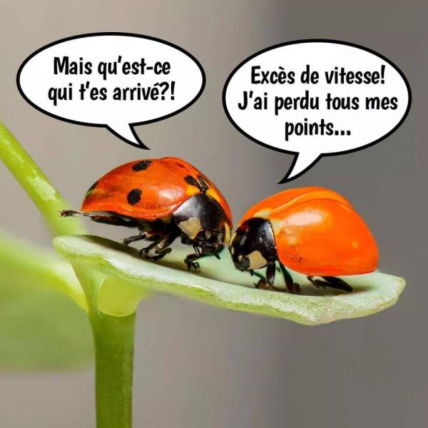 coccinelle