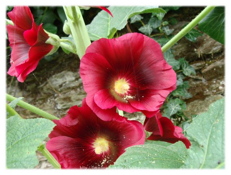 Roses trémières 