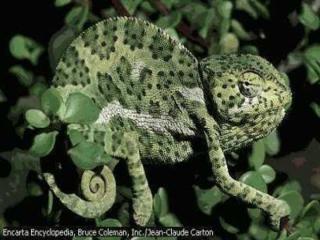 Caméléons, drôles de bestioles (3)