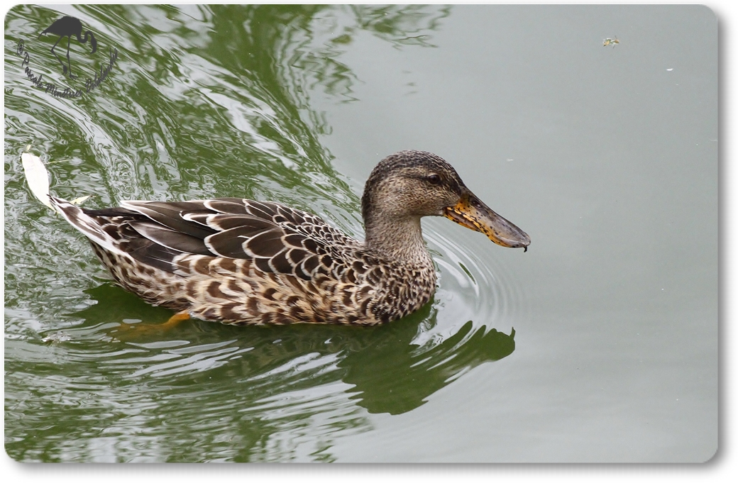 Canard Souchet...