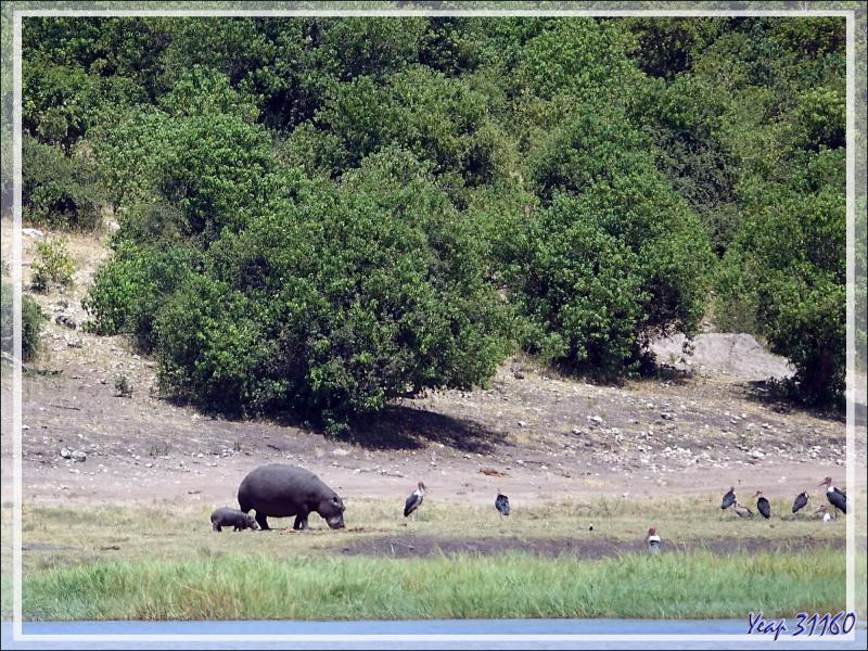 Le bateau est sur le retour après cette superbe matinée, Hippopotames, Marabouts, Buffles, Impalas, s'estompent au loin ... - Safari nautique - Parc National de Chobe - Botswana