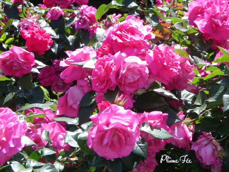 Image014.jpg