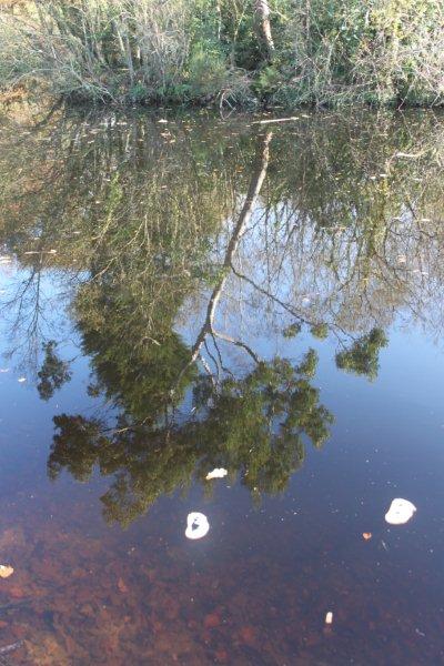 jardin à St Urbain 009