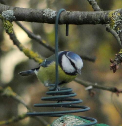 -Oiseaux de mon jardin