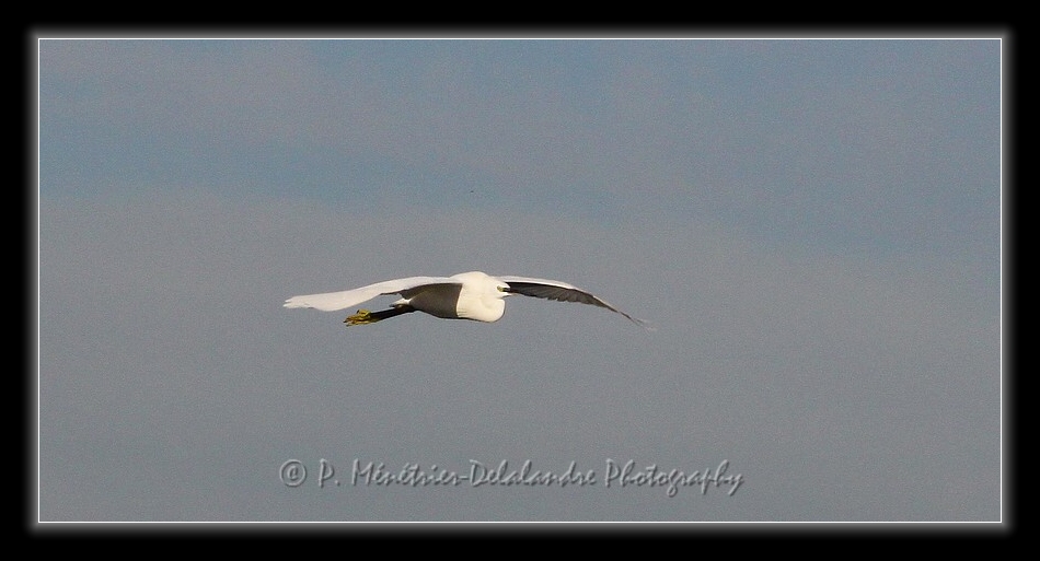 Jeux d'ailes d'une aigrette garzette...