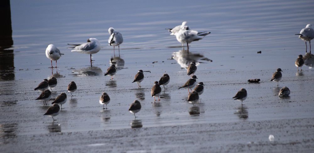 Grands gravelots et mouettes rieuses - mars 2024...