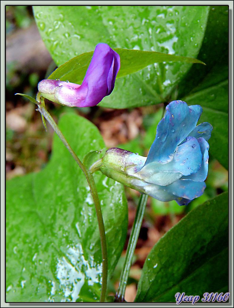 Gesse de printemps (Lathyrus vernus) - Saint-Martin-en-Vercors - 38  (Flore) 