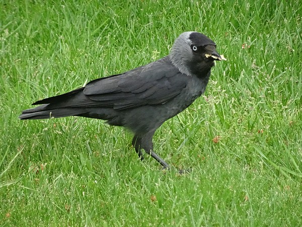 Les oiseaux qui ont fréquenté mon jardin durant l'hiver 2015-2016...