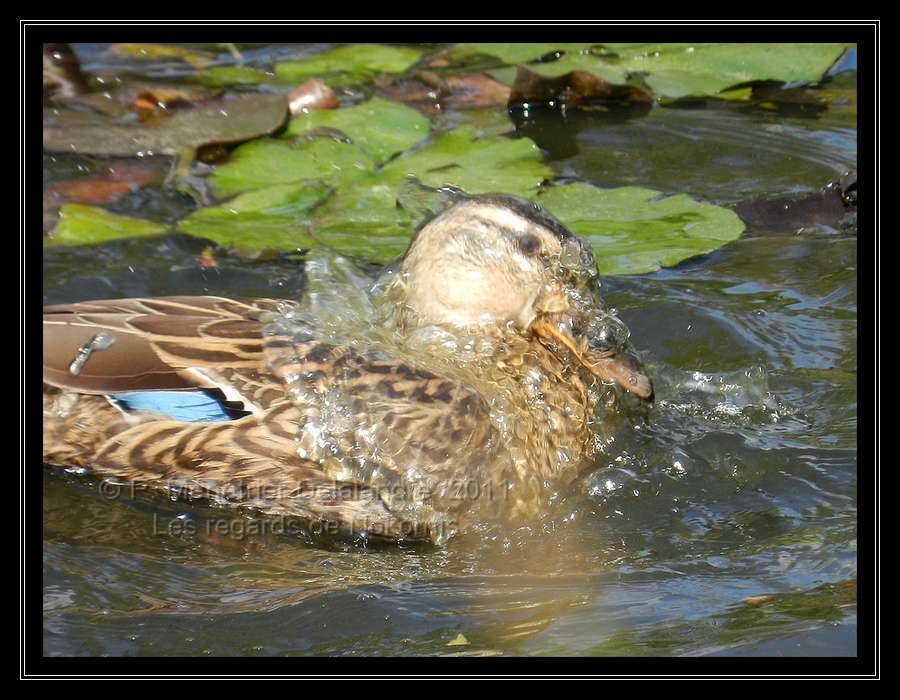 Nosh m'a offert un moment de jeux d'eau...