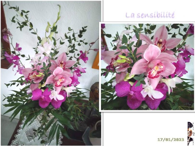 La sensibilité (florale) avec de belles orchidées