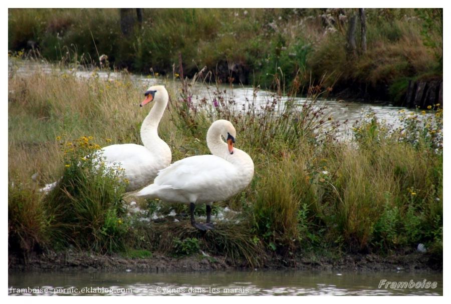Cygnes dans le marais breton