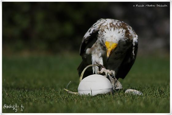 Vautour percnoptère - Neophron percnopterus - Egyptian Vulture