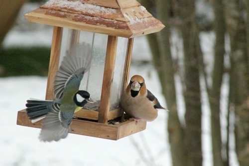 Oiseaux de mon jardin...