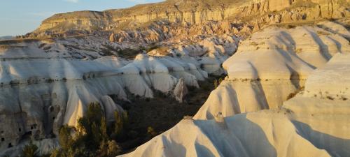 Retournons voir si la Rose...