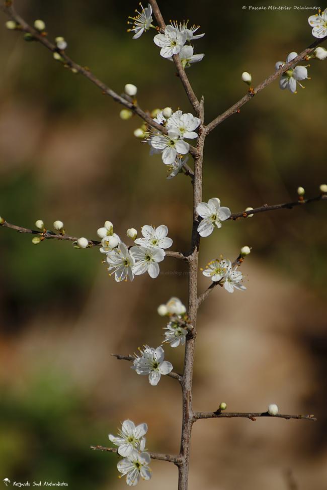 Prunus spinosa