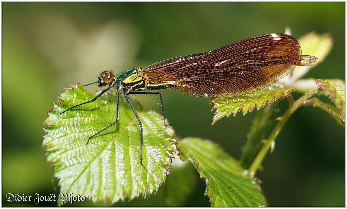 Caloptéryx Vierge (9) Calopteryx virgo / Femelle
