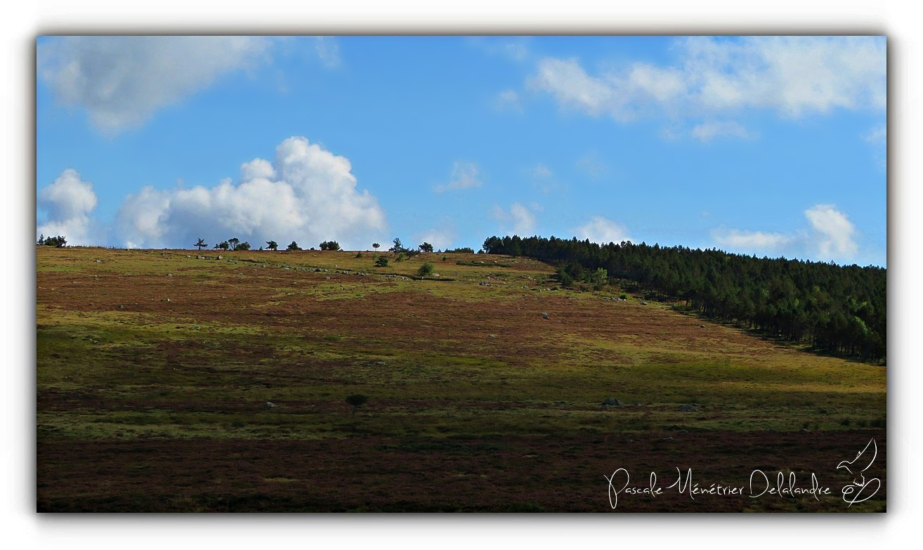 Balade au Mont Lozère