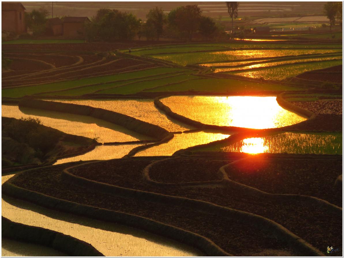COUCHER  DE  SOLEIL  DANS  LES  RIZIERES 