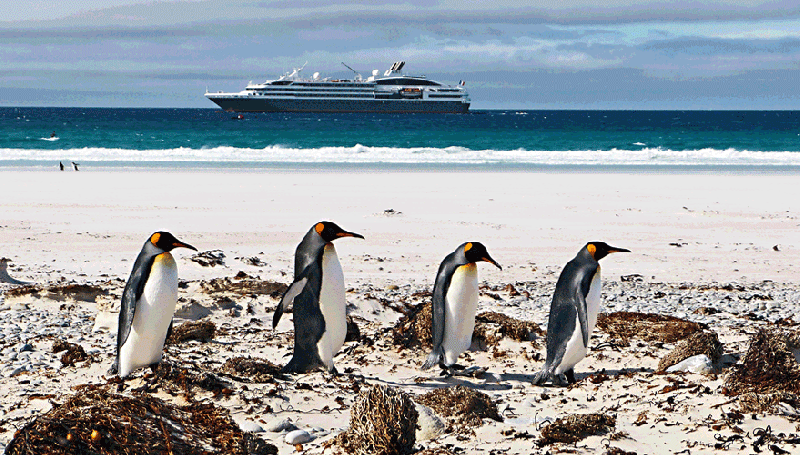 Animation .gif : la danse des Manchots Royaux (Aptenodytes patagonicus) - Volunteer Point - Falkland Islands, Iles Malouines, Islas Malvinas