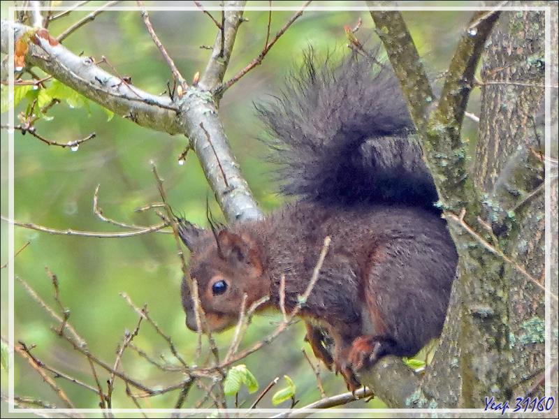 Écureuil d'Eurasie, Écureuil roux (Sciurus vulgaris) - Lartigau - Milhas - 31