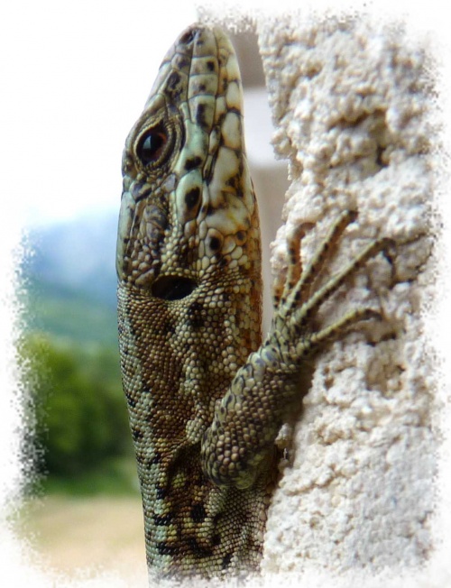 Lézard des murailles