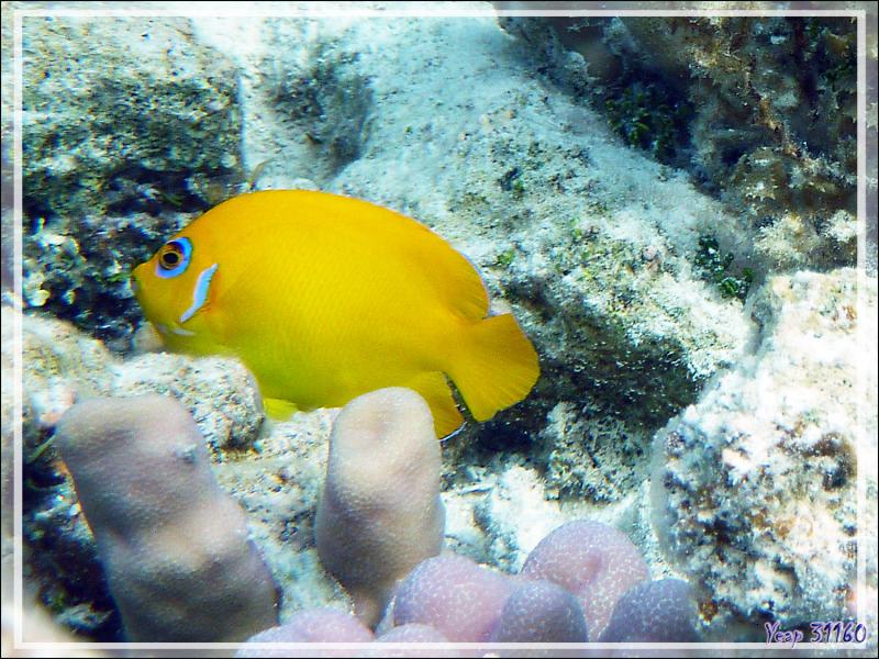 Poisson-ange citron, Lemonpeel angelfish (Centropyge flavissima) - Lagon de la Pension Kuriri - Maupiti - Polynésie française