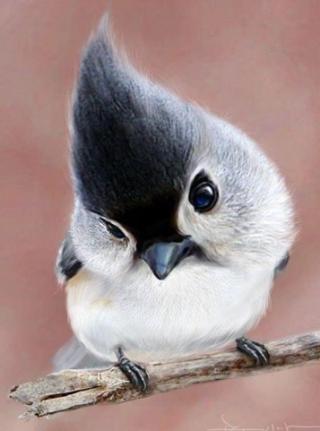 http://lancien.cowblog.fr/images/oiseaux/Diapositive38.jpg