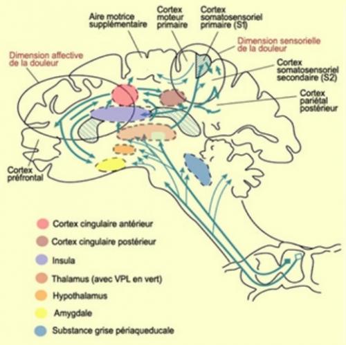 Cortex insulaire (insula) - Substance grise périaqueducale