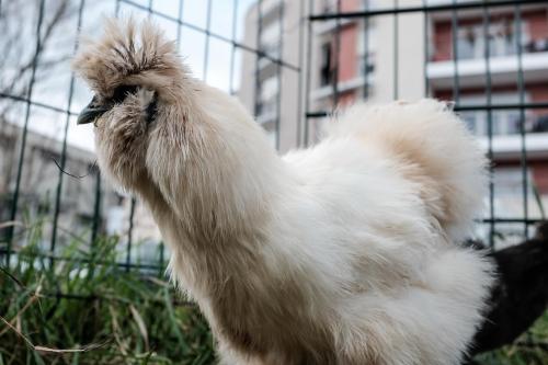 Bienvenue aux poules soie