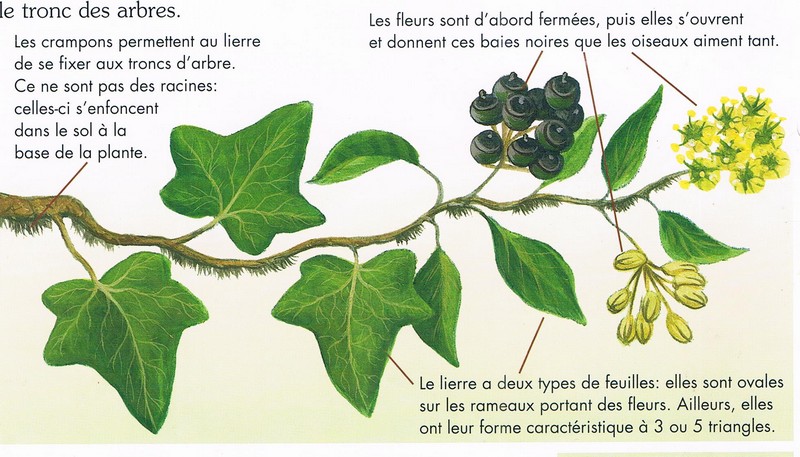 "Une plante attachante" .....