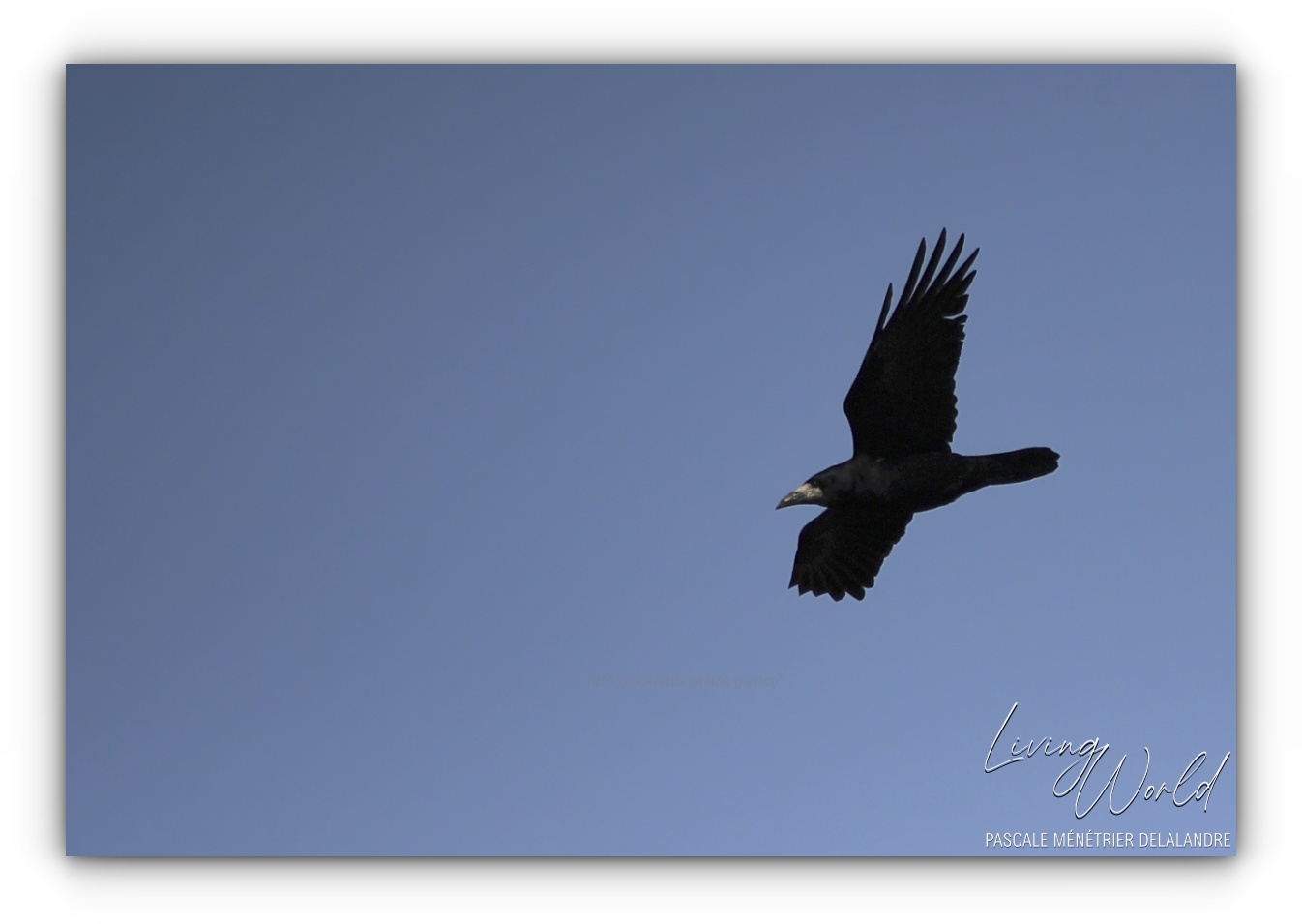 Corbeau freux