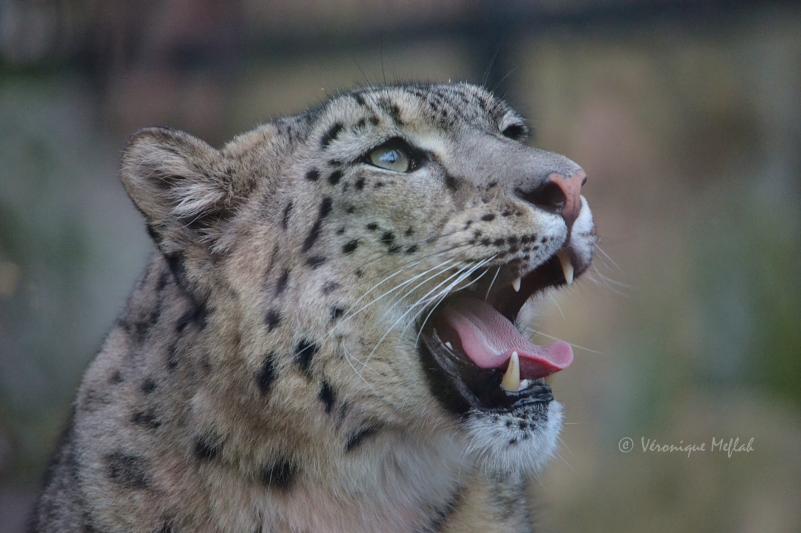 La Ménagerie, le zoo du jardin des Plantes : Panthère des neiges