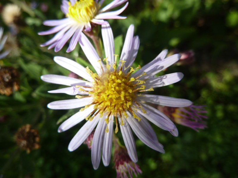 Au jardin mi-octobre ...