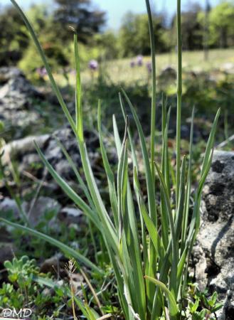 Ranunculus gramineus  -  renoncule à feuilles de graminée