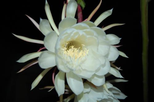 Fleurs cultivées :Selenicereus grandiflorus